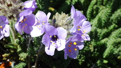 Polemonium viscosum