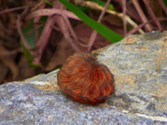 Megalopyginae