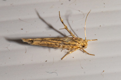 Stathmopoda plumbiflua