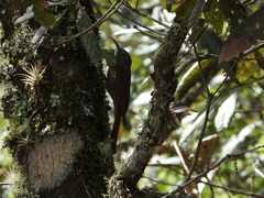 Lepidocolaptes lacrymiger