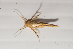 Stathmopoda plumbiflua