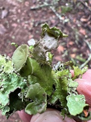 Tuckermanopsis orbata