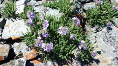 Polemonium viscosum
