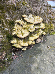 Rigidoporus