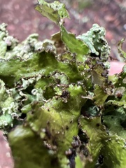 Tuckermanopsis orbata