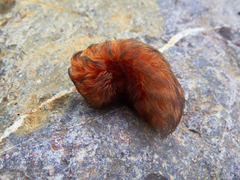 Megalopyginae