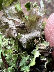 Tuckermanopsis orbata