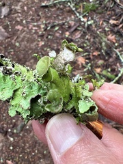 Tuckermanopsis orbata