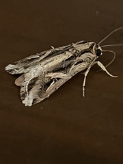 Spodoptera dolichos