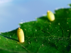 Caryomyia urnula