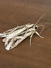 Spodoptera dolichos