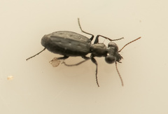 Scopodes