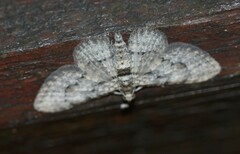 Sigilliclystis insigillata