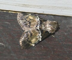Orthaga atribasalis