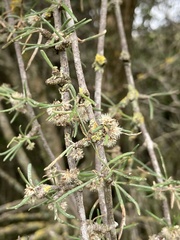 Olearia lineata