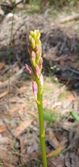 Dipodium