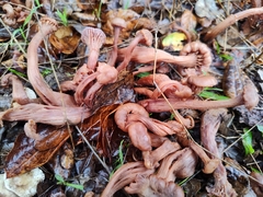 Laccaria amethysteo-occidentalis
