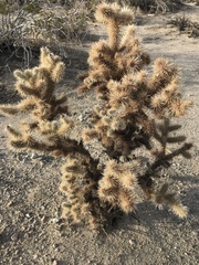 Cylindropuntia echinocarpa