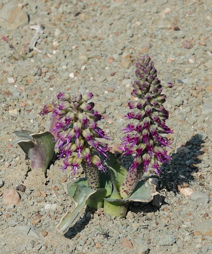 Image of Lachenalia violacea by (c) desertnaturalist, some rights reserved (CC BY)