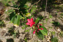 Jatropha integerrima