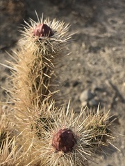 Cylindropuntia echinocarpa