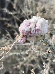 Asphondylia floccosa