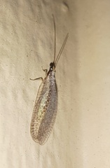 Eremochrysa punctinervis