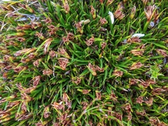 Oreobolus oligocephalus