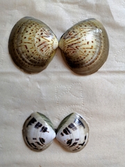 Meretrix petechialis