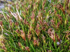 Oreobolus oligocephalus