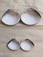 Meretrix petechialis