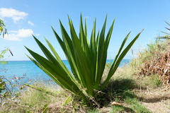 Agave angustifolia