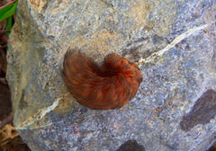 Megalopyginae