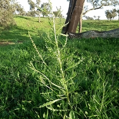 Reseda luteola