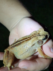 Rhinella ornata