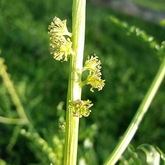 Reseda luteola
