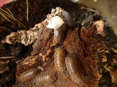 Trachelipus rathkii