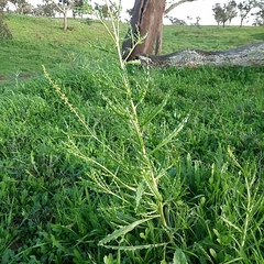 Reseda luteola