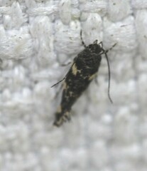 Macrobathra alternatella