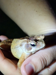 Rhinella ornata