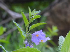 Solanum xanti