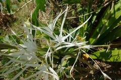 Hymenocallis caribaea