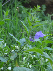 Solanum xanti