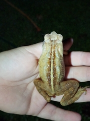 Rhinella ornata