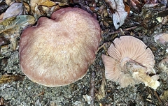 Laccaria amethysteo-occidentalis