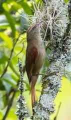 Synallaxis albescens