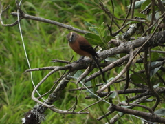 Ochthoeca fumicolor