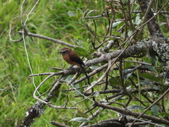 Ochthoeca fumicolor