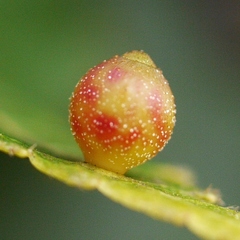 Caryomyia viscidolium