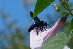 Xylocopa fimbriata